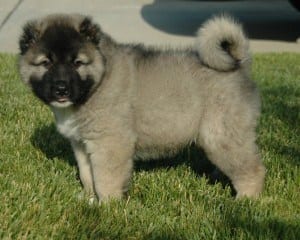 15 Awesome Dog Breeds You’ve Never Heard Of 6 Awesome Dog Breeds