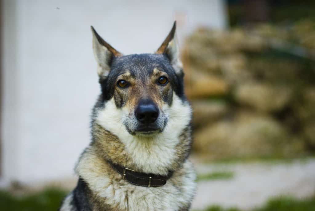 Wolfdog - Strongest Dog Bite