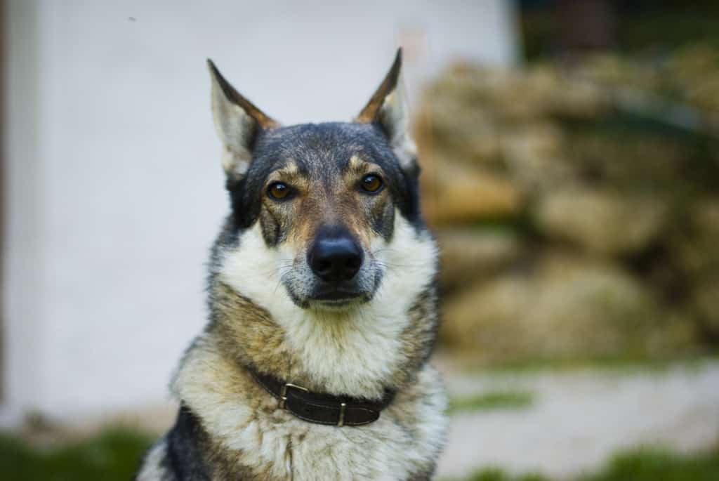 Strongest Dog Bite Wolfdog - Strongest Dog Bite