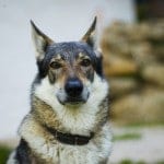 Czechoslovakian_Wolfdog_portrait
