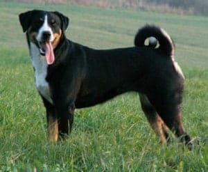 Awesome Dog Breeds