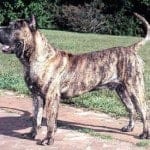 Dogo_Canario