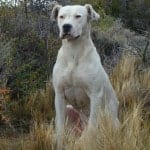 Dogo_argentino_recentre