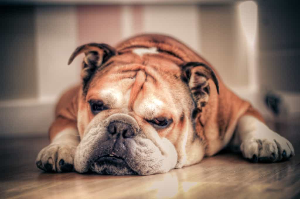 Strongest Dog Bites Strongest Dog Bites