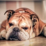 Bulldog
