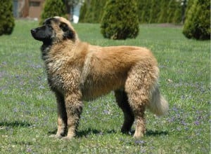 Awesome Dog Breeds