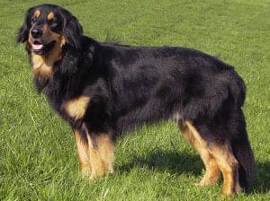 15 Awesome Dog Breeds You’ve Never Heard Of 10 Awesome Dog Breeds
