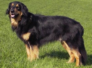 Awesome Dog Breeds