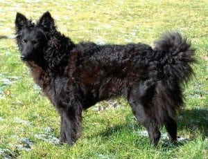 15 Awesome Dog Breeds You’ve Never Heard Of 14 Awesome Dog Breeds