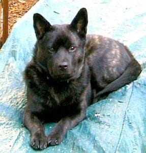 15 Awesome Dog Breeds You’ve Never Heard Of 11 Awesome Dog Breeds