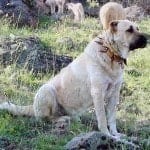 Kangal_dog_with_spikey_collar,_Turkey