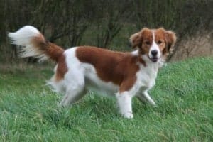 15 Awesome Dog Breeds You’ve Never Heard Of 12 Awesome Dog Breeds