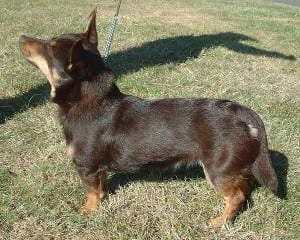 15 Awesome Dog Breeds You’ve Never Heard Of 13 Awesome Dog Breeds
