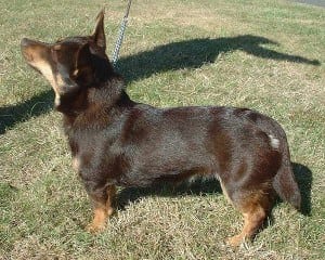 Awesome Dog Breeds