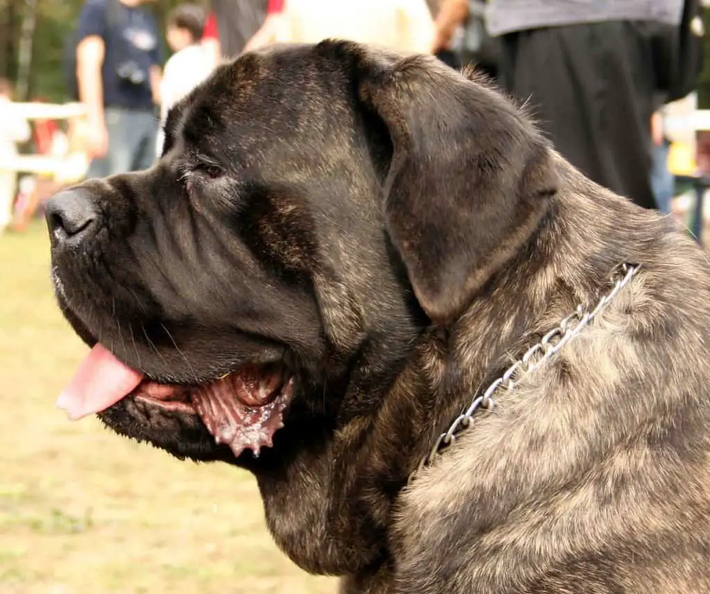 Strongest Dog Bites Mastiffs Bite Force
