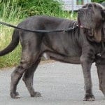 Mastino_Napoletano_Rüde_clp