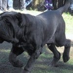 Neapolitan_Mastiff_Movement