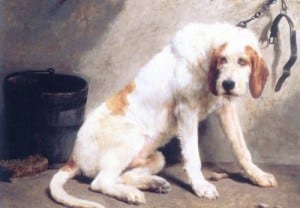 15 Awesome Dog Breeds You’ve Never Heard Of 9 Awesome Dog Breeds