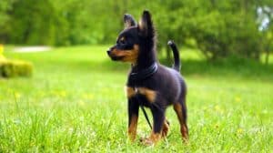 Awesome Dog Breeds