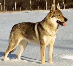 Awesome Dog Breeds