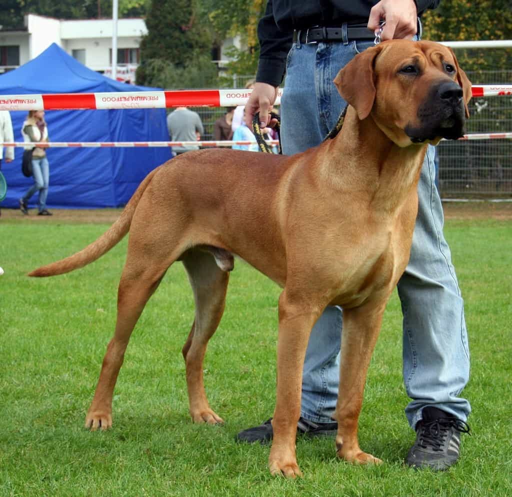Top 10 Banned Dog Breeds 1 Banned Dog Breeds