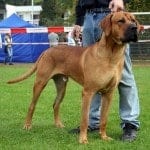 Wystawa_Rybnik_02.10.2011_tosa_inu_1pl