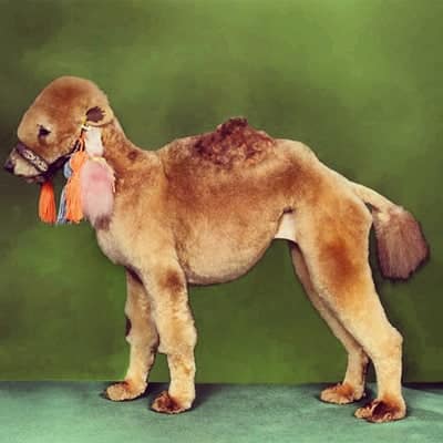15 Dogs That Don’t Look Like Dogs 2 dog