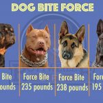 dog bite force