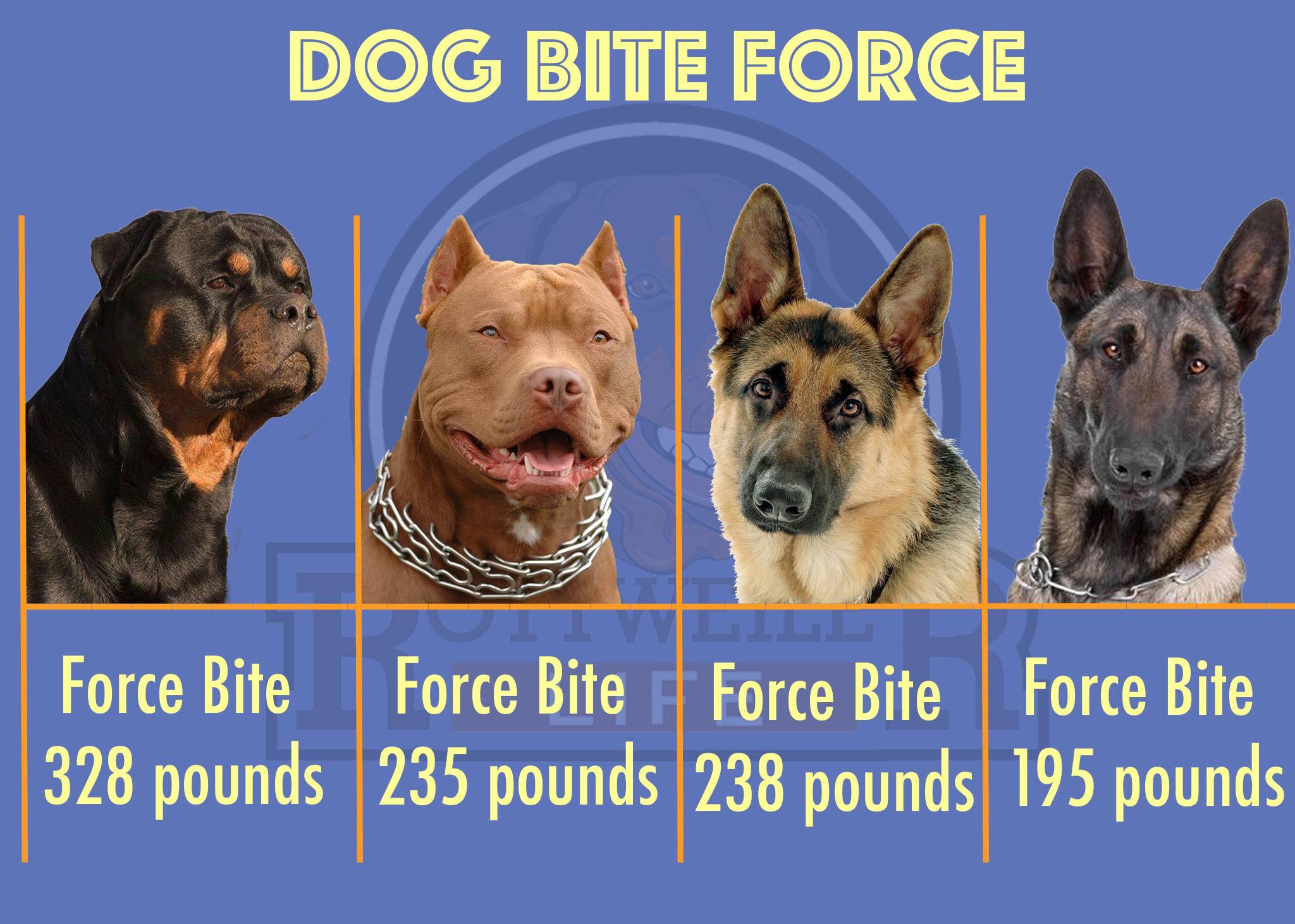 Dog Bite Force Chart