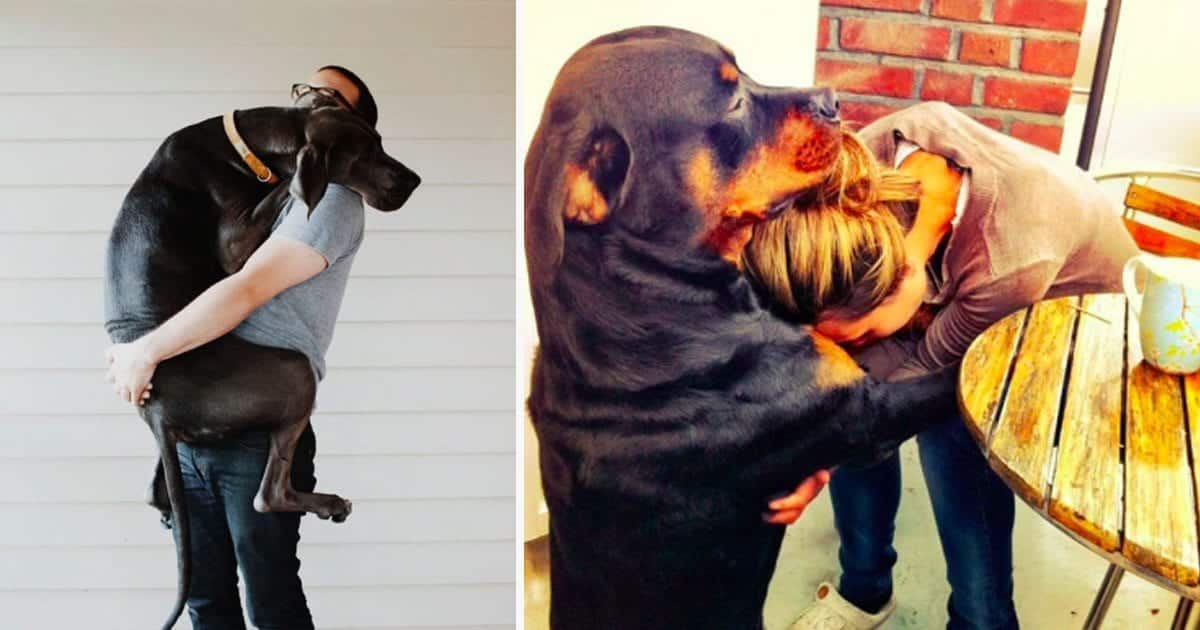 Five Signs Your Dog Loves You