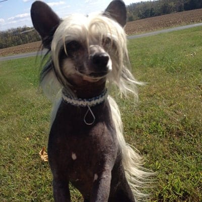 15 Dogs That Don’t Look Like Dogs 12 dog