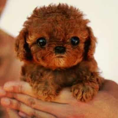 15 Dogs That Don’t Look Like Dogs 15 dog