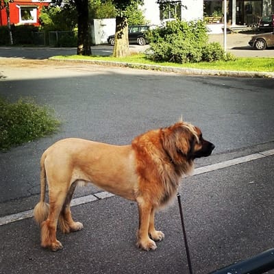 15 Dogs That Don’t Look Like Dogs 5 dog