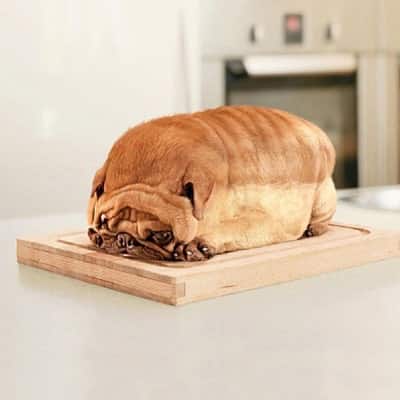 15 Dogs That Don’t Look Like Dogs 11 dog