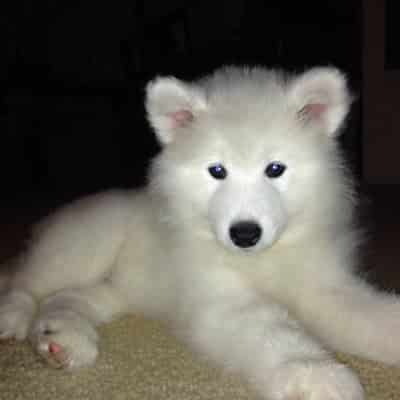 15 Dogs That Don’t Look Like Dogs 7 dog
