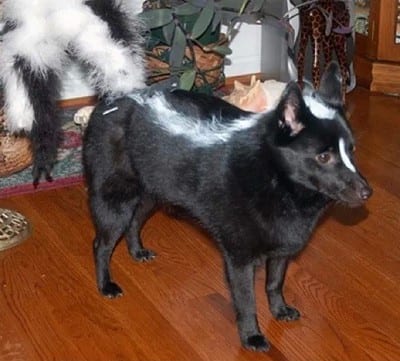 15 Dogs That Don’t Look Like Dogs 8 dog