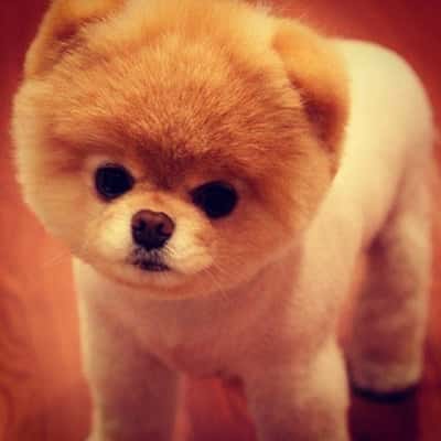 15 Dogs That Don’t Look Like Dogs 13 dog