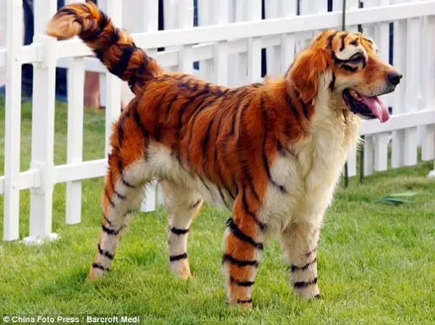15 Dogs That Don’t Look Like Dogs 6 dog