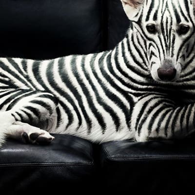 15 Dogs That Don’t Look Like Dogs 3 dog