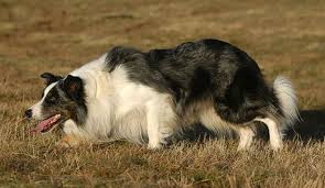 Top 10 Smartest Dogs In The World. 1 Smartest Dogs