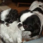 554px-Japanesechins