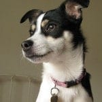 633px-Lucy,_a_Rat_Terrier