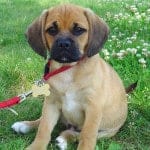 BraxtonPuggle-edit1