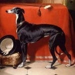 Eos,_A_Favorite_Greyhound_of_Prince_Albert