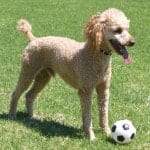 Large_apricot_toy_poodle
