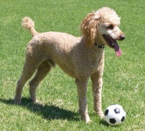 Top 10 Smartest Dogs In The World. 2 Smartest Dogs