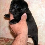 Pug