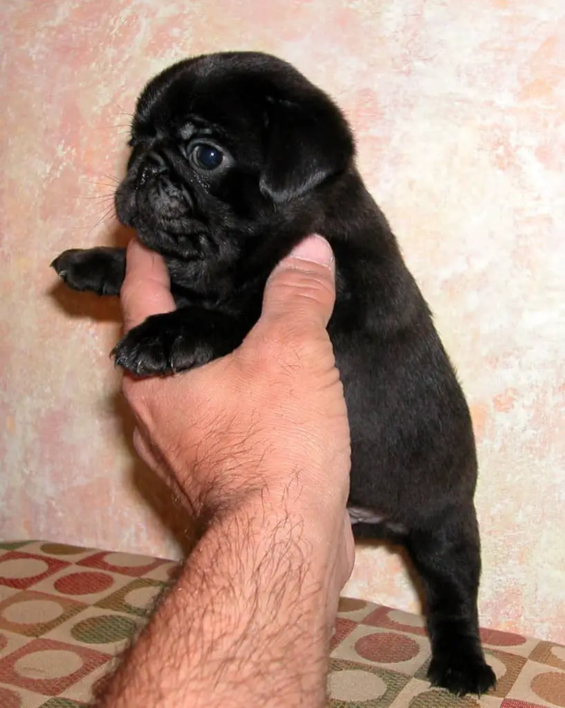 9 Small Dog Breeds for Families with Kid 1 Pug