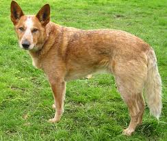 Top 10 Smartest Dogs In The World. 10 Smartest Dogs