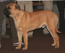 Top 10 Lazy Dogs For Lazy Owners 2 lazy Dogs
